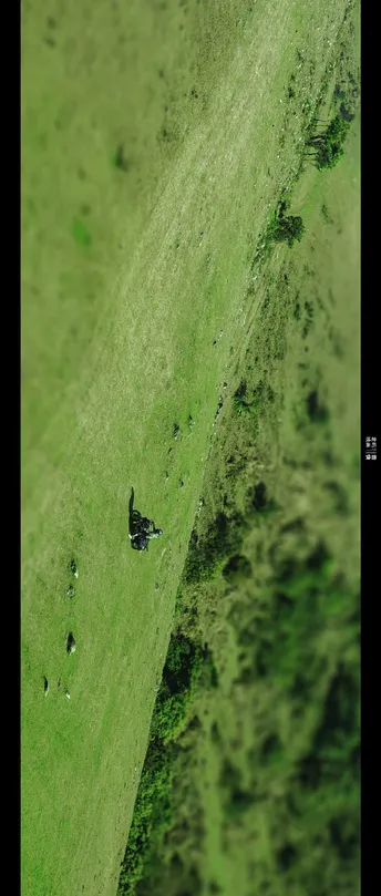 一个人站在大草地上的一座山丘上 周围有一头黑牛站在绿色的草地上。