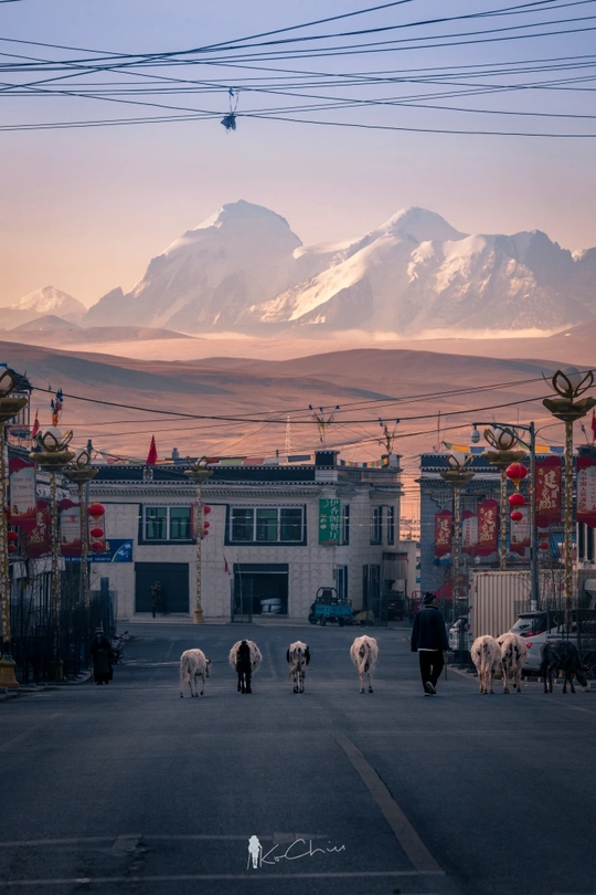 一群羊在小镇街道上行走 背景是建筑和山脉