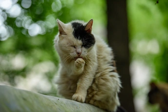 一只黑白相间的猫坐在屋顶上