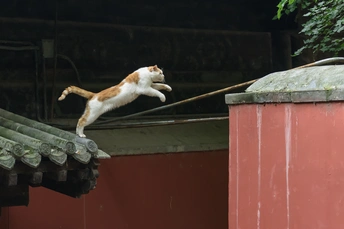 一只橙色和白色的猫从屋顶上跳下来