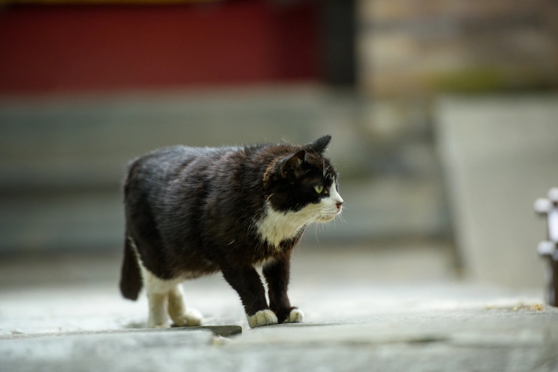 一只黑白相间的猫走在人行道上