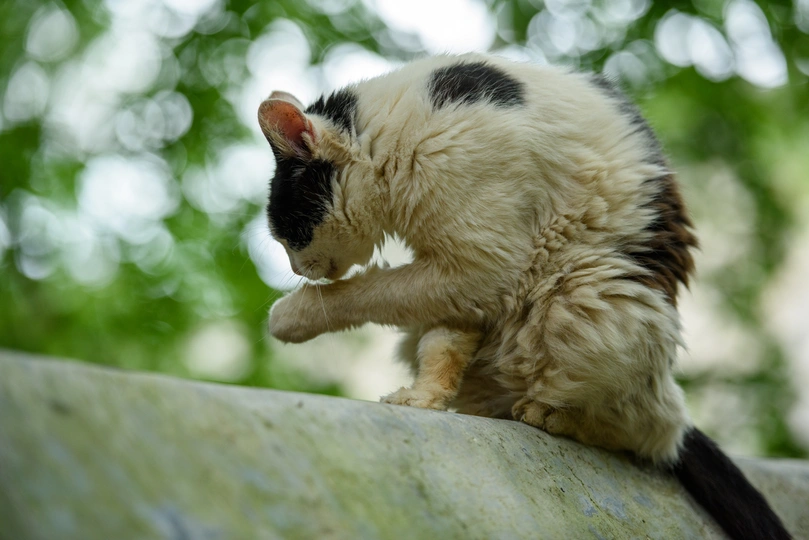 一只黑白相间的小猫坐在墙上
