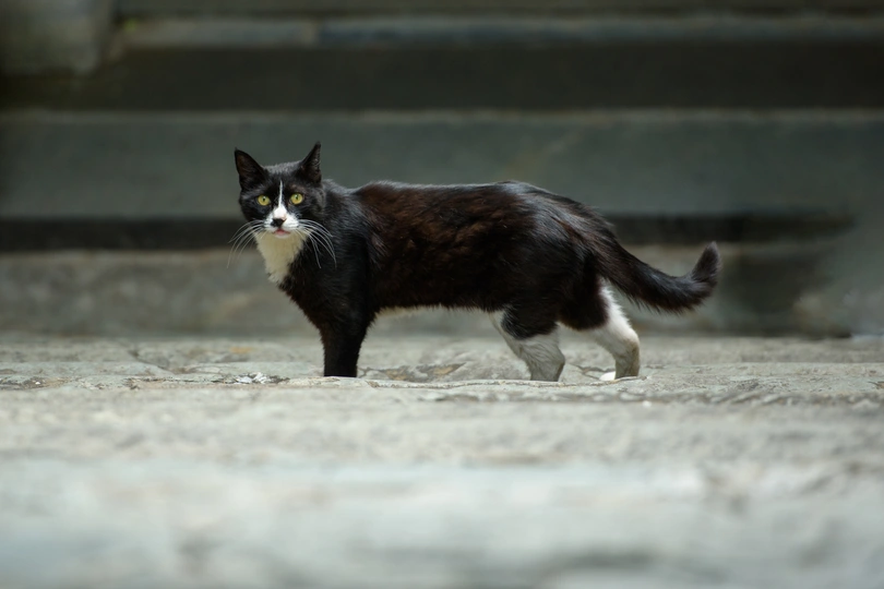 一只黑白相间的猫站在楼梯附近的地上