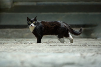 一只黑白相间的猫站在楼梯附近的地上