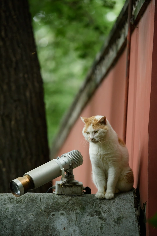 一只橙色和白色的猫坐在一个小相机旁边的红墙上
