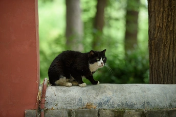 一只黑白相间的猫坐在背景是树木的建筑物的窗台上