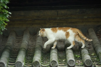 一只橙色和白色的猫在屋顶上行走