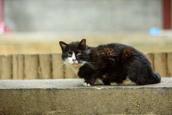 坐在台阶上的一只黑白相间的猫