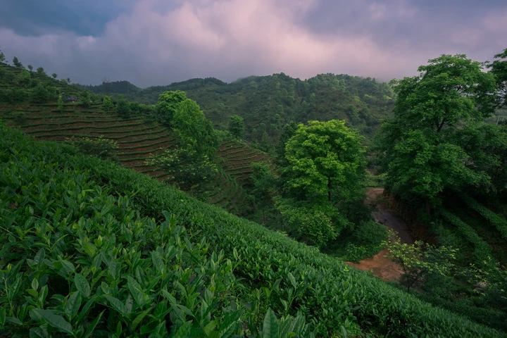 山涧茶山春满园