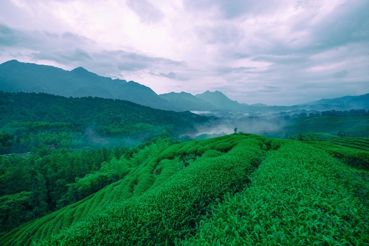 茶园风光