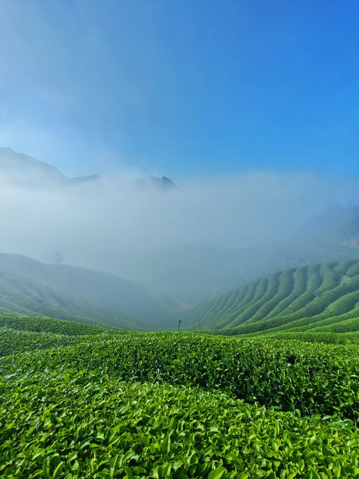 雾色茶园