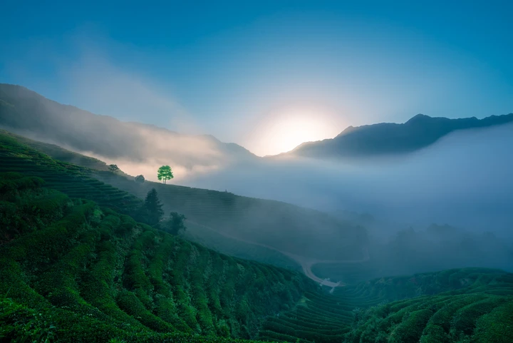 茶园雾色晨光