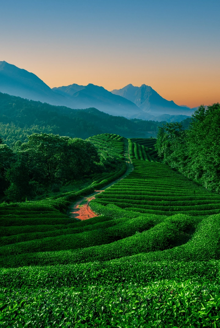 茶园晨色
