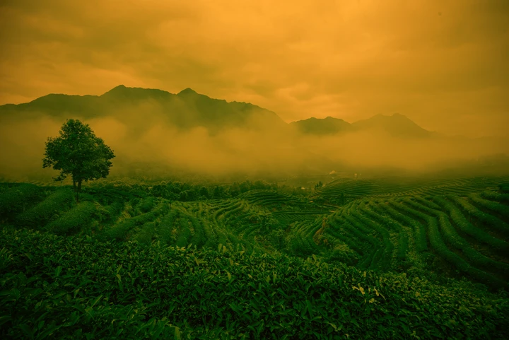 茶园暖光