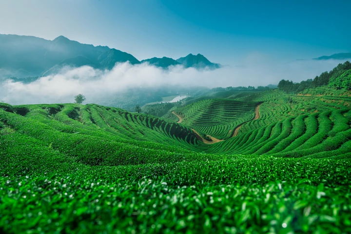 绿色茶园