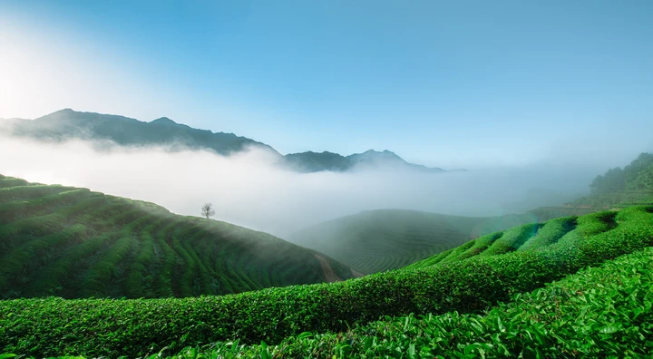 茶园雾色
