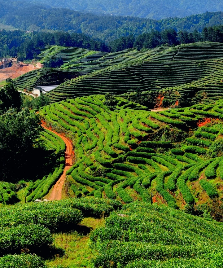青青茶园