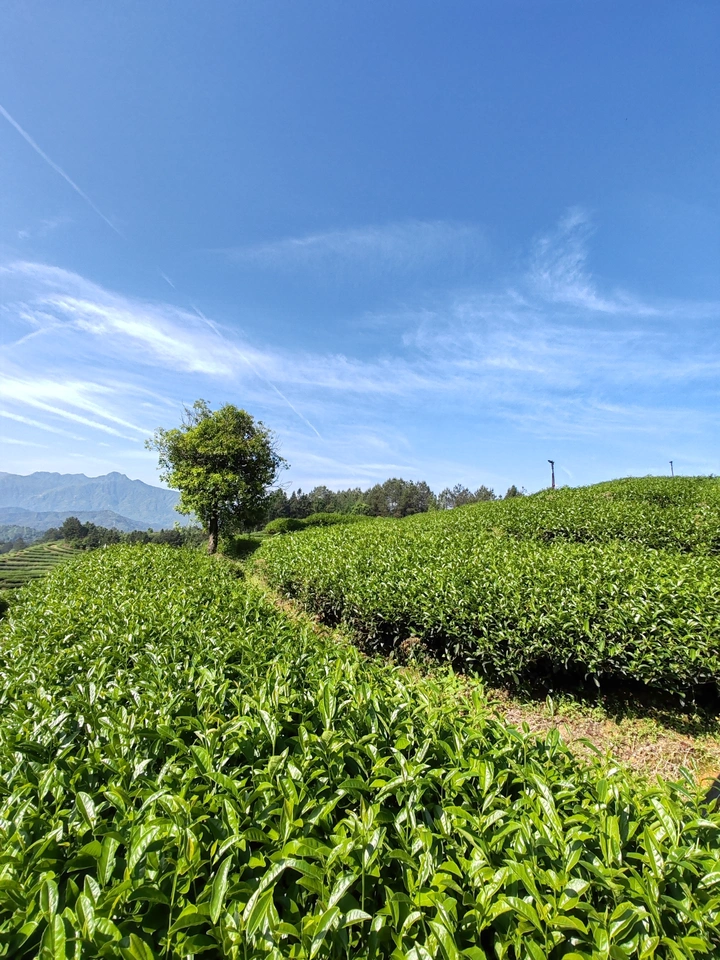 茶园之树
