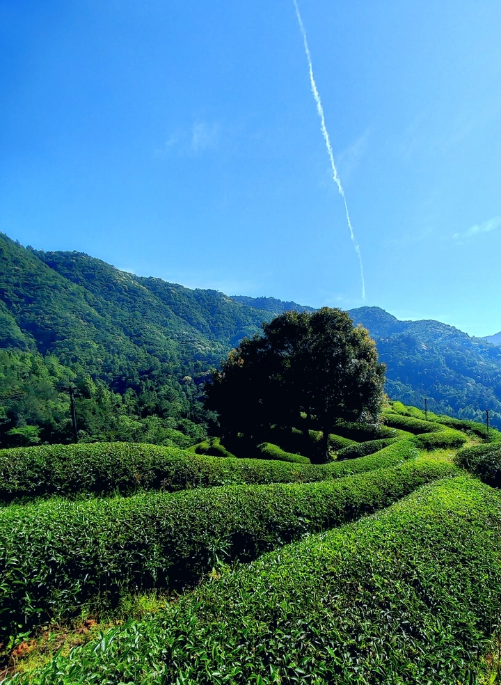茶园风光