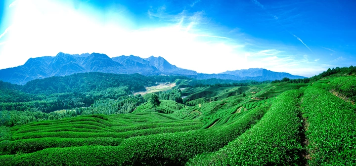 大觉山茶园风光