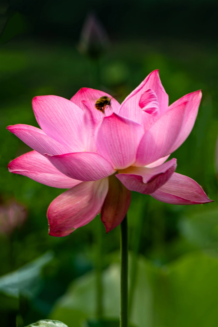 蜜蜂与荷花