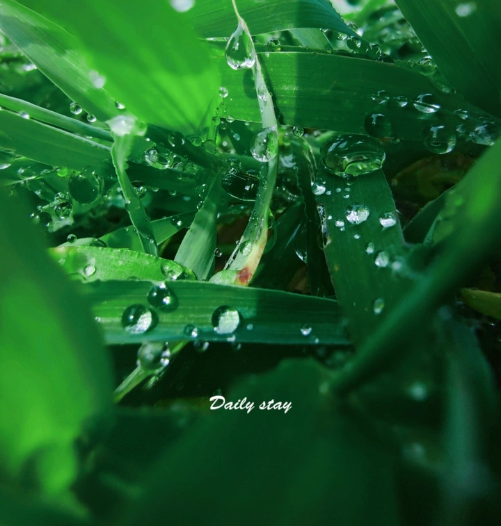 晨露