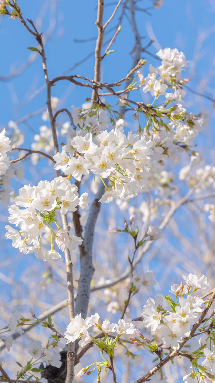 春花