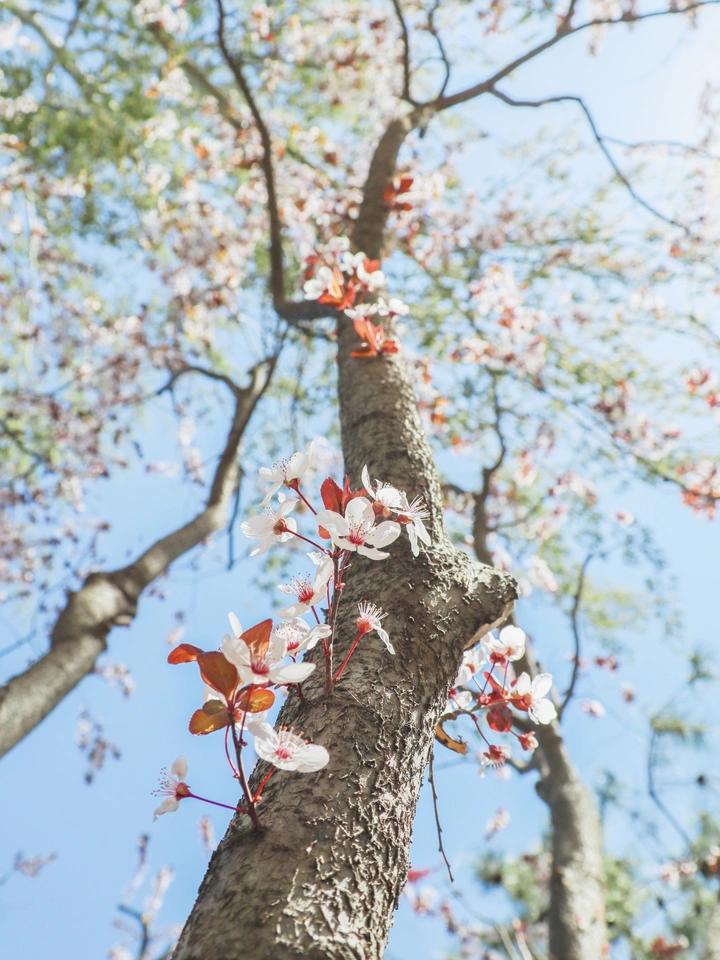 紫叶李