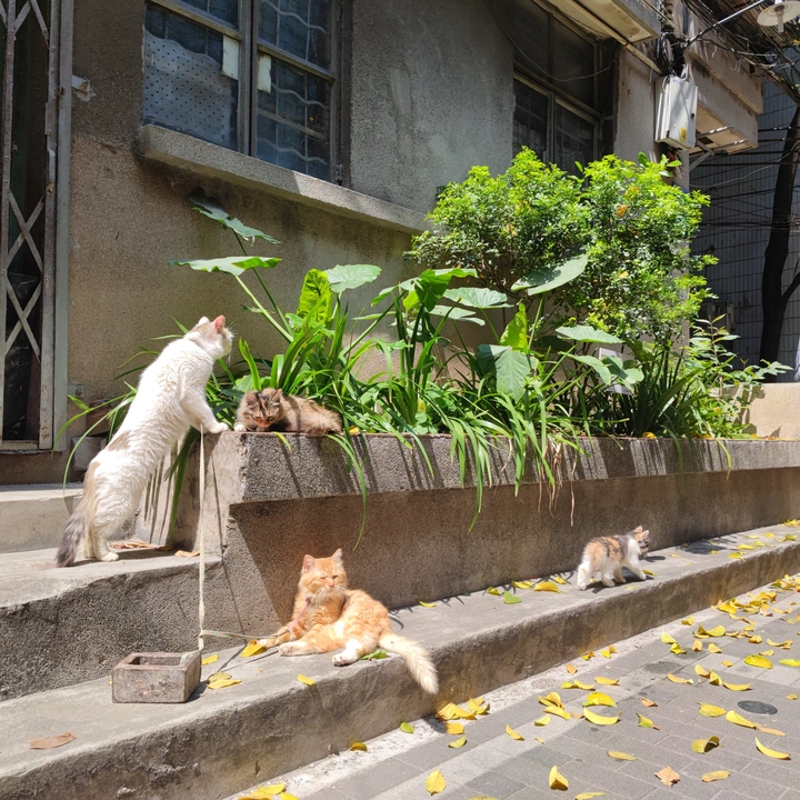 猫咪的小日子
