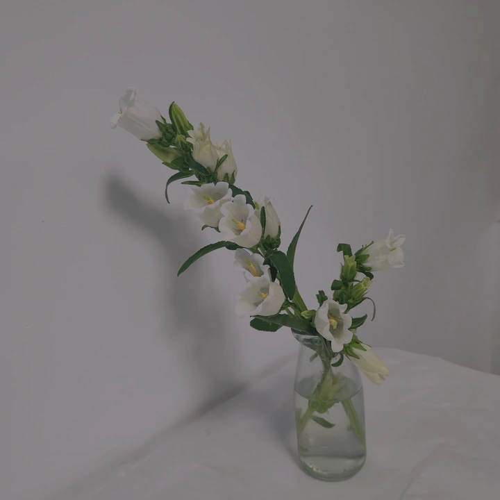 风铃花