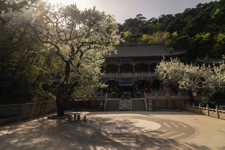 千山五龙宫梨花