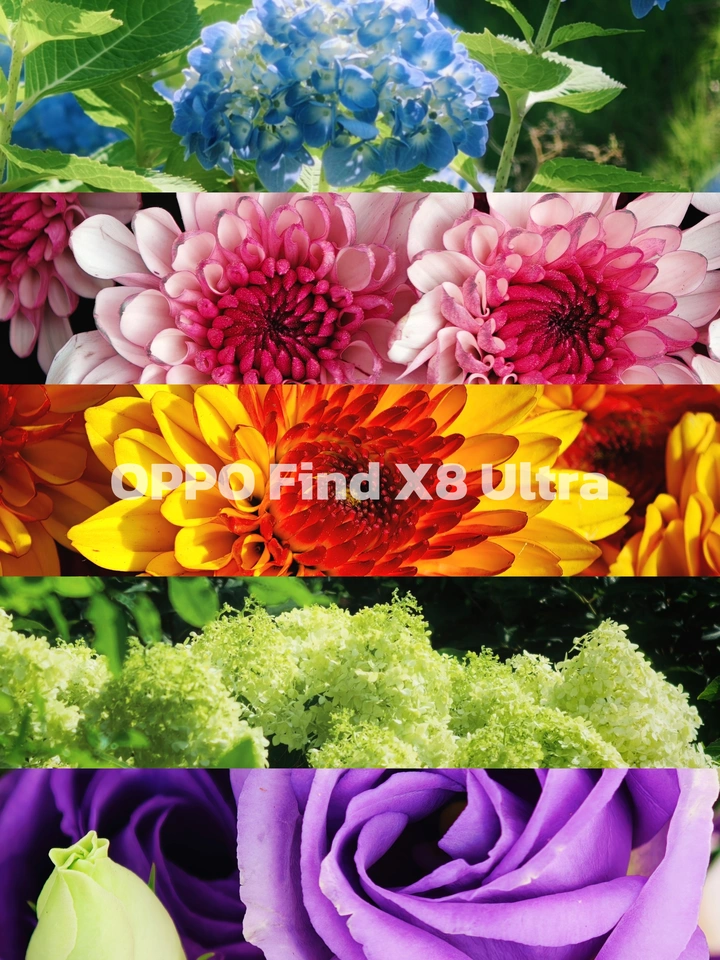 夏日是一场绚烂的繁花梦