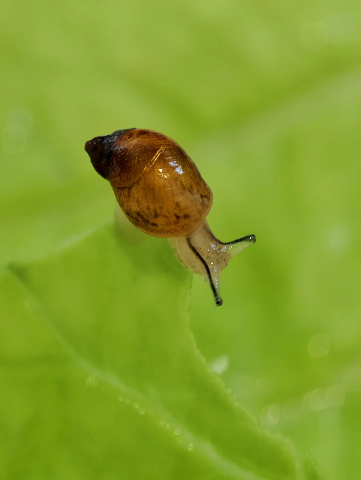 小蜗牛
