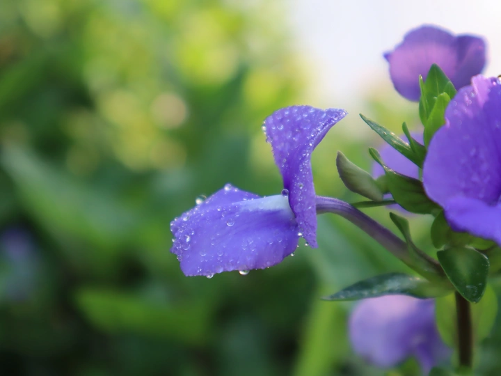 公园里的花