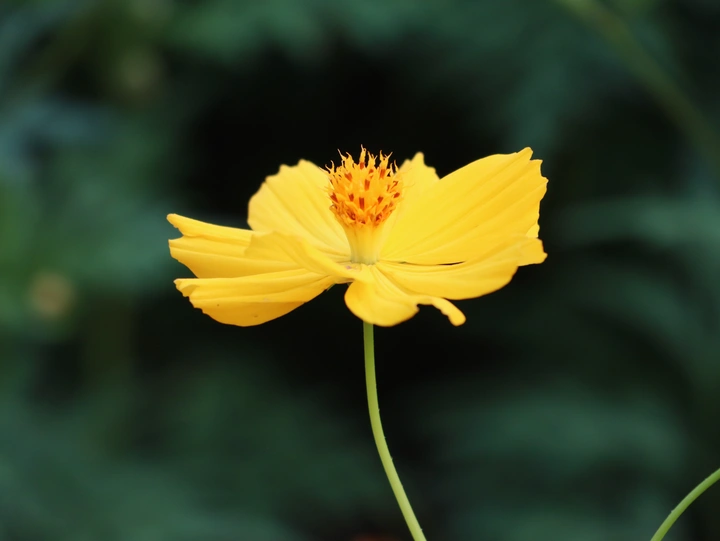 花儿很美