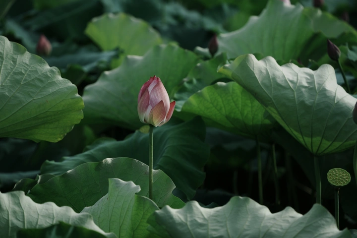 荷花