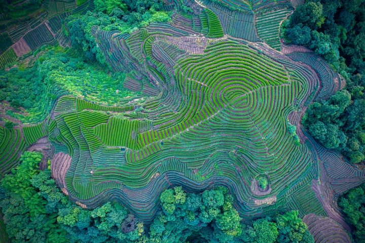 鱼骨