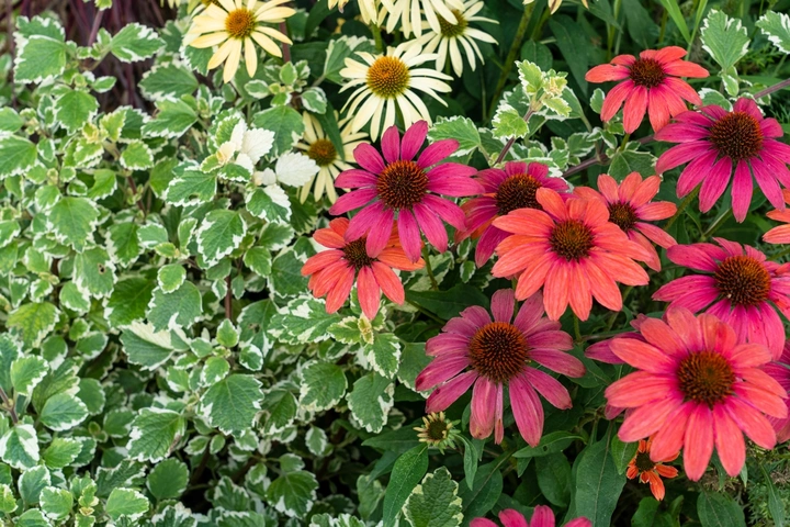 东安湖公园里面的花花
