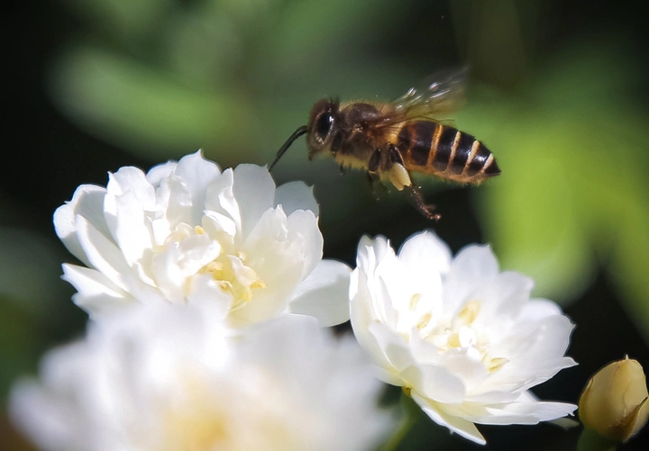 小bee