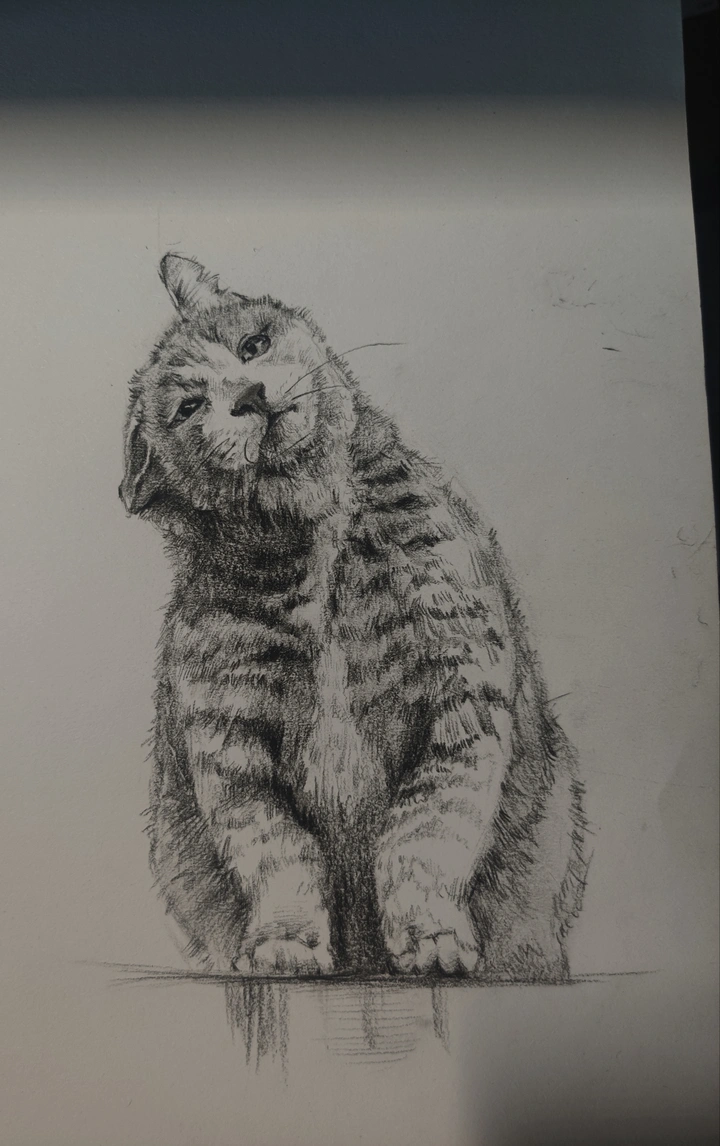 猫咪