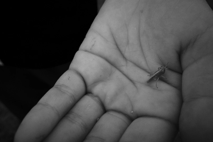 一个小黑白的蜥蜴在手中的掌心