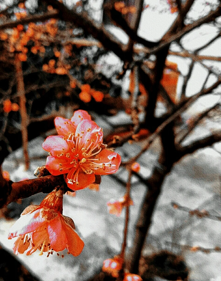 恋花