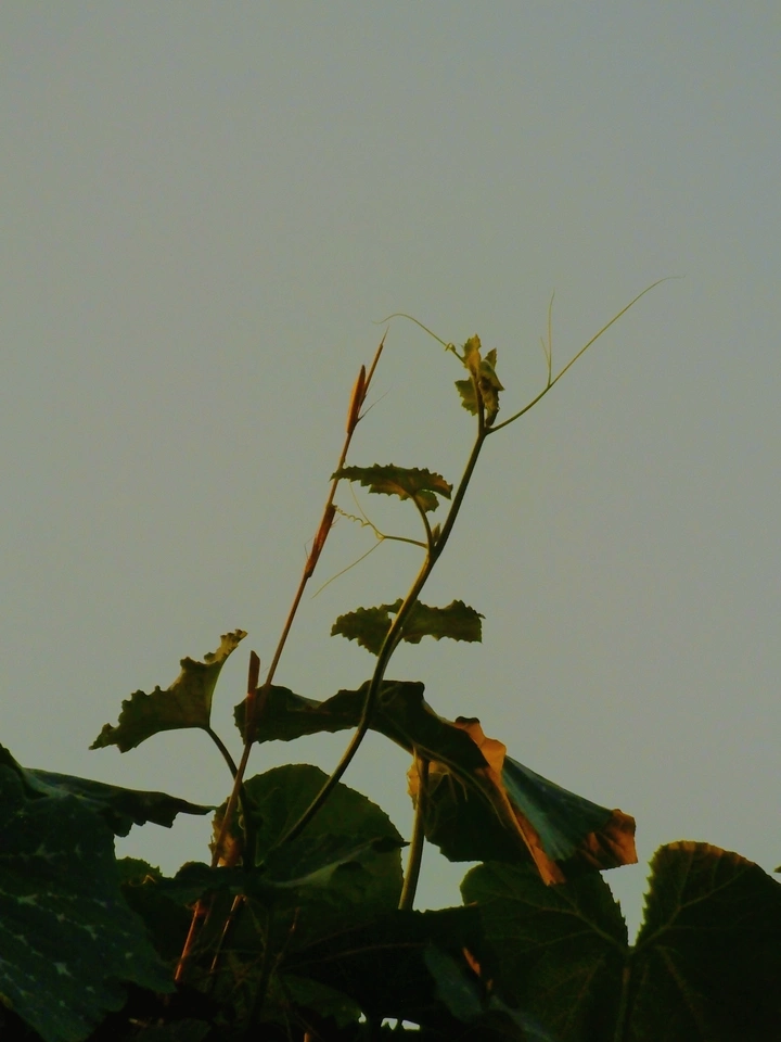 向上
