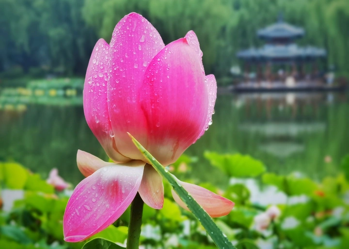 雨中荷花