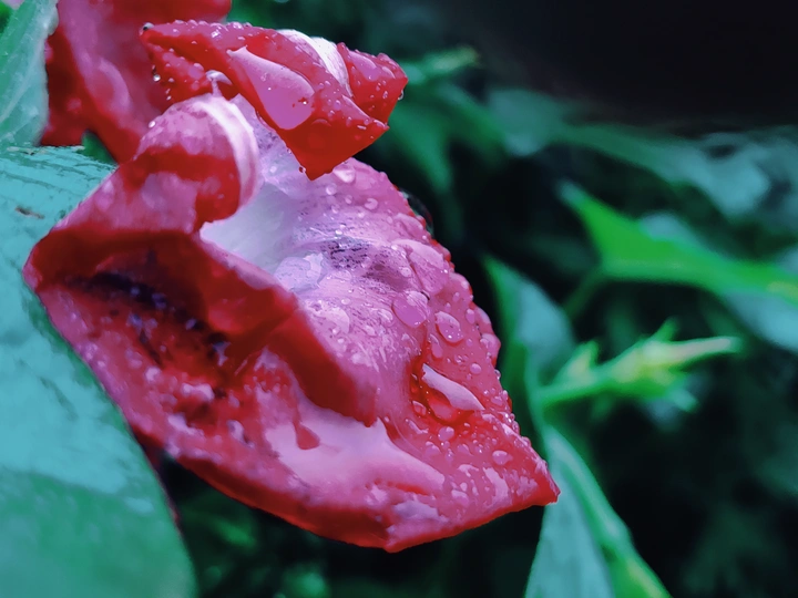 雨