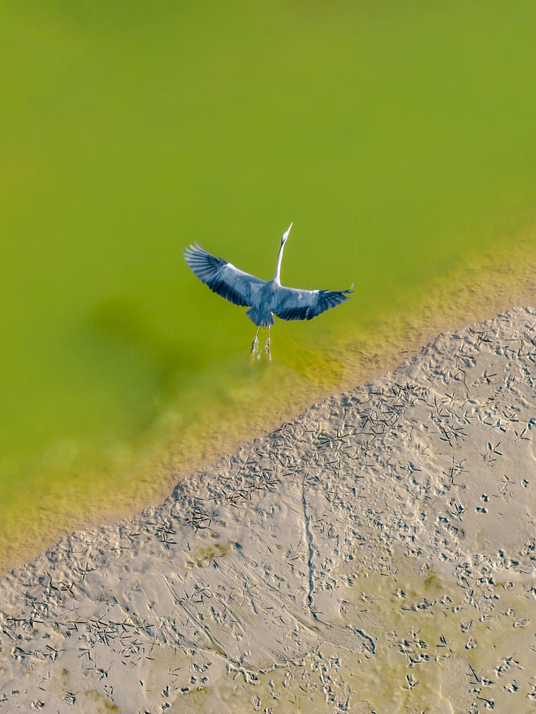 飞鸟社区，飞鸟山庄官网