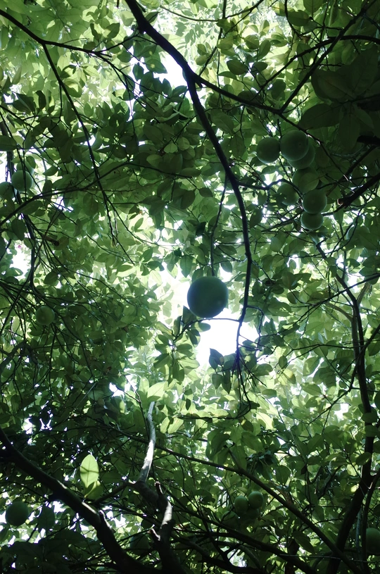 抬头仰望树木的树冠 直到看到天空中的太阳