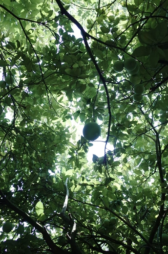 抬头仰望树木的树冠 直到看到天空中的太阳