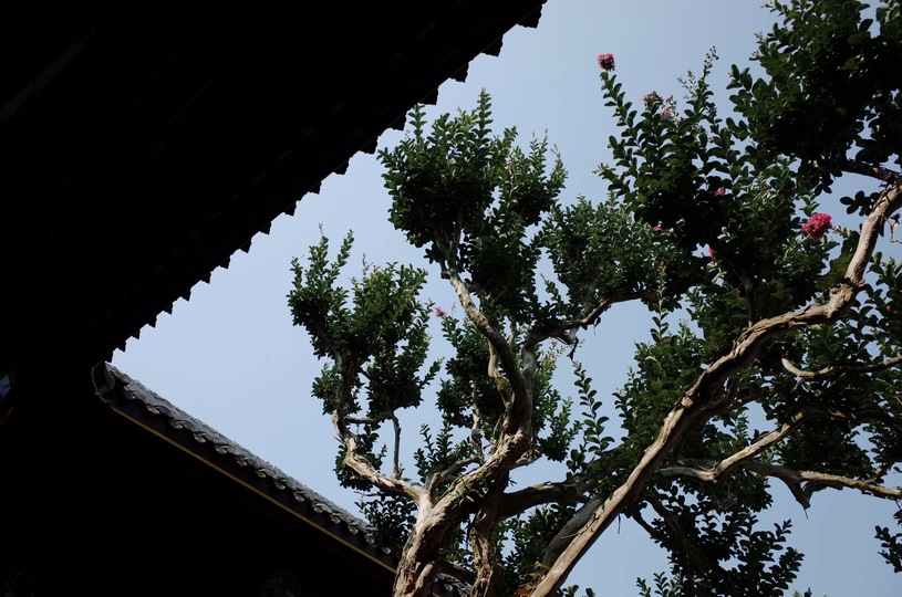 生长在建筑物屋顶上的树