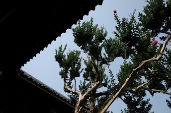 生长在建筑物屋顶上的树